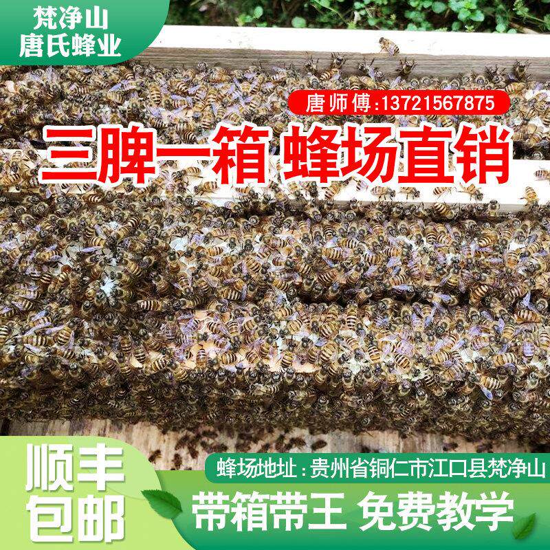 贵州中蜂中华蜜蜂阿坝蜂种活体蜜蜂蜂群笼蜂天柱中蜂原箱顺丰包邮