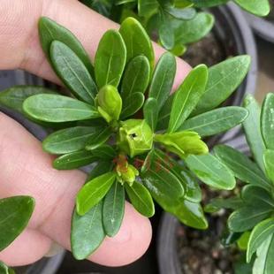 腊玉栀子花苗多季四季非常勤花雀舌圆尾钝尾小叶盆栽名贵稀有品种