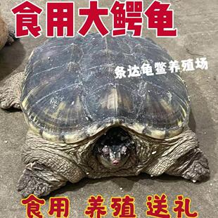食用小鳄龟北美鳄鱼龟宠物乌龟种龟水龟特大型煲汤肉龟活体龟