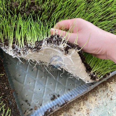 9寸专用机插秧盘新款优质水稻育秧盘稻谷平底7寸软盘育苗盘育苗盆