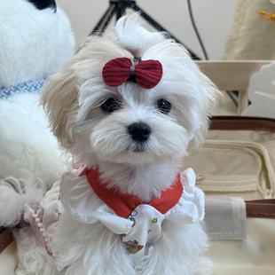 马尔济斯纯种可爱型宠物狗幼犬粘人 Fluffie Malt 有只 糖泡泡