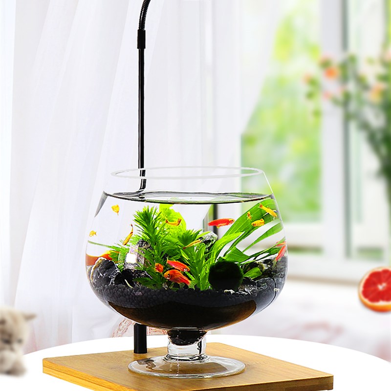高脚杯生态瓶鱼免换水打理微景观科学用diy作业办公桌面造景鱼缸