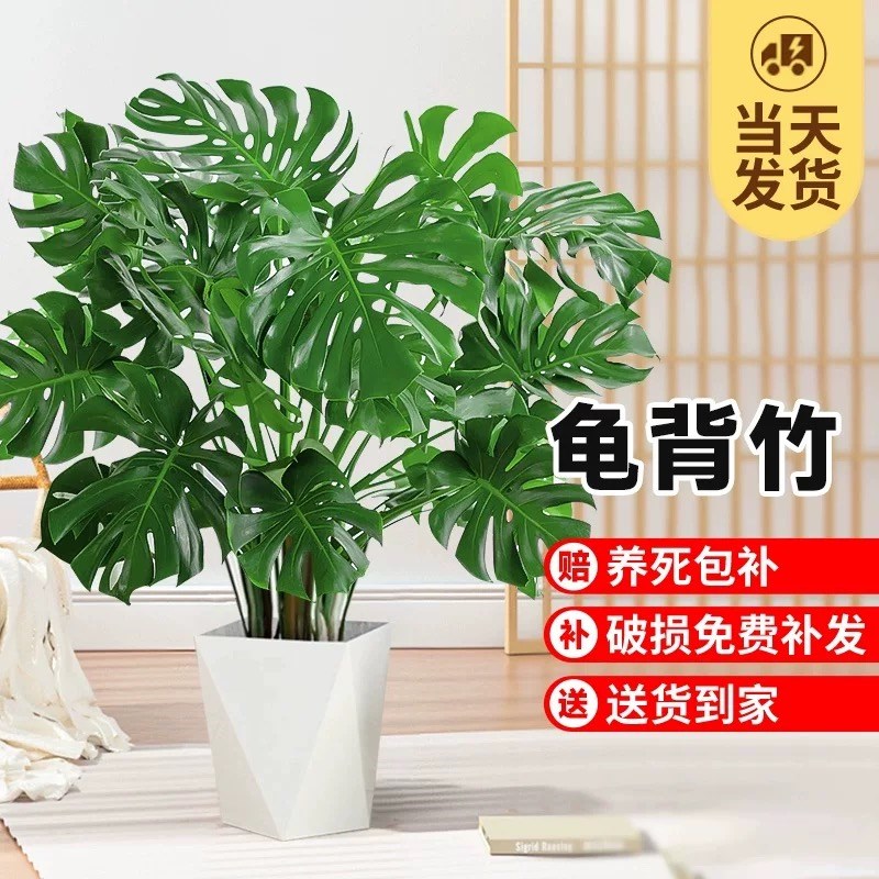 大叶龟背竹客厅四季常青大盆栽室内北欧老桩植物电视柜旁边真摆件