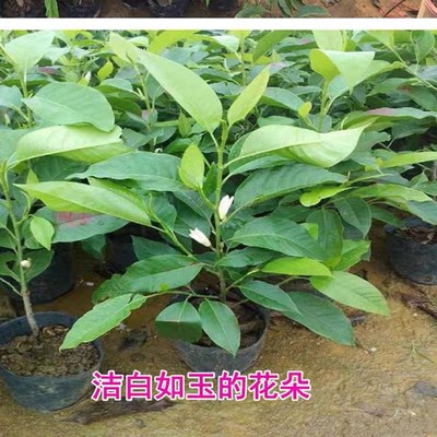 白兰花盆栽净化空气阳台嫁接四季常青矮化正宗白玉兰花树苗带花苞