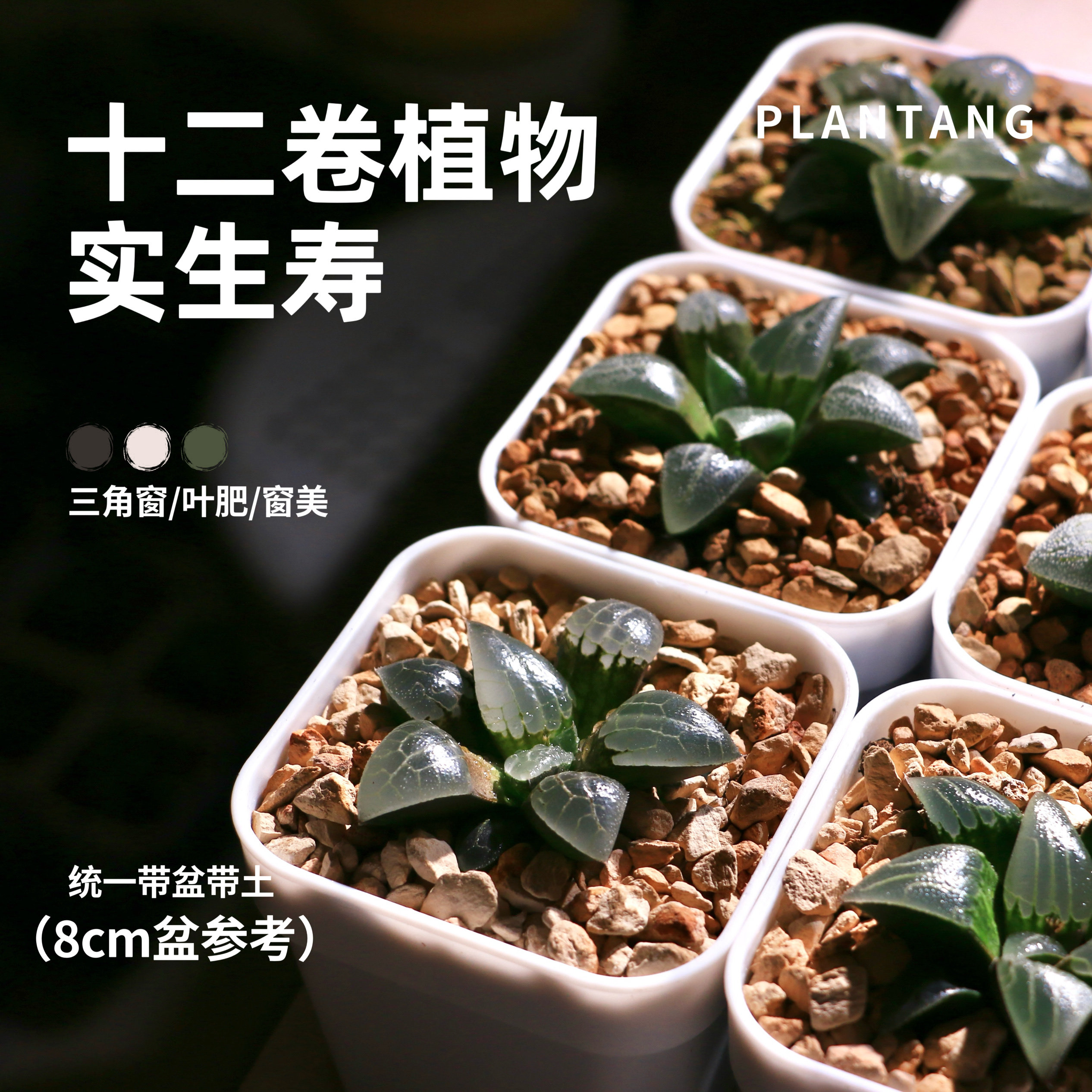 十二卷多肉植物 实生寿 十二卷玉露观叶类植物 室内植物 一物一拍