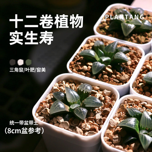 十二卷多肉植物 实生寿 十二卷玉露观叶类植物 室内植物 一物一拍