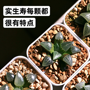 Planting植记·十二卷多肉植物实生寿观叶类多肉植物 室内植物
