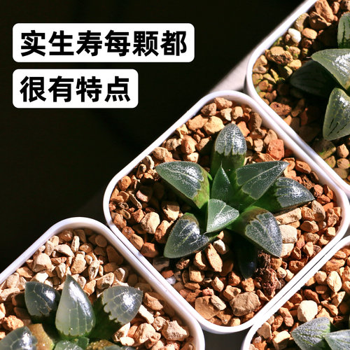 Planting植记·十二卷多肉植物实生寿观叶类多肉植物 室内植物
