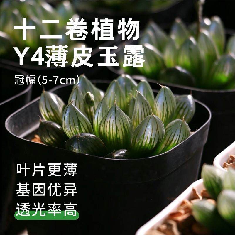 Planting植记•十二卷Y4成株多肉植物一物一拍懒人小盆栽植物