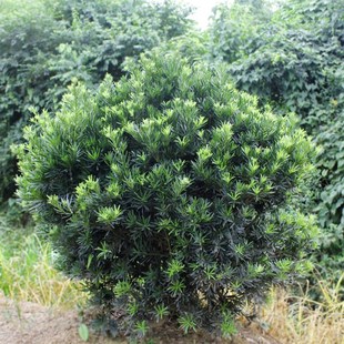 罗汉松球雀舌罗汉松树苗盆景小叶罗汉松造型圆叶珍珠别墅庭院绿化