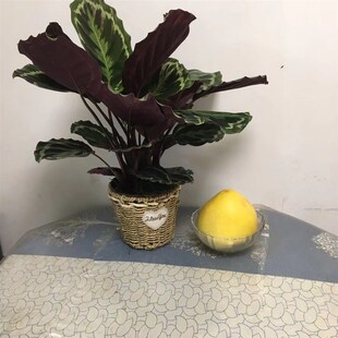 室内盆栽植物济南满120元 免费送货 孔雀竹芋 济南雅苑花卉绿植