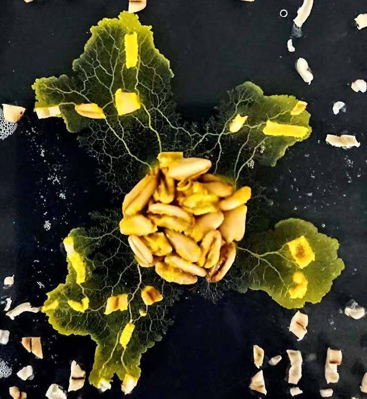 黏菌宠物菌核菌种迷宫曳尾菌史莱姆饲养套装学生版家养小宠物染色
