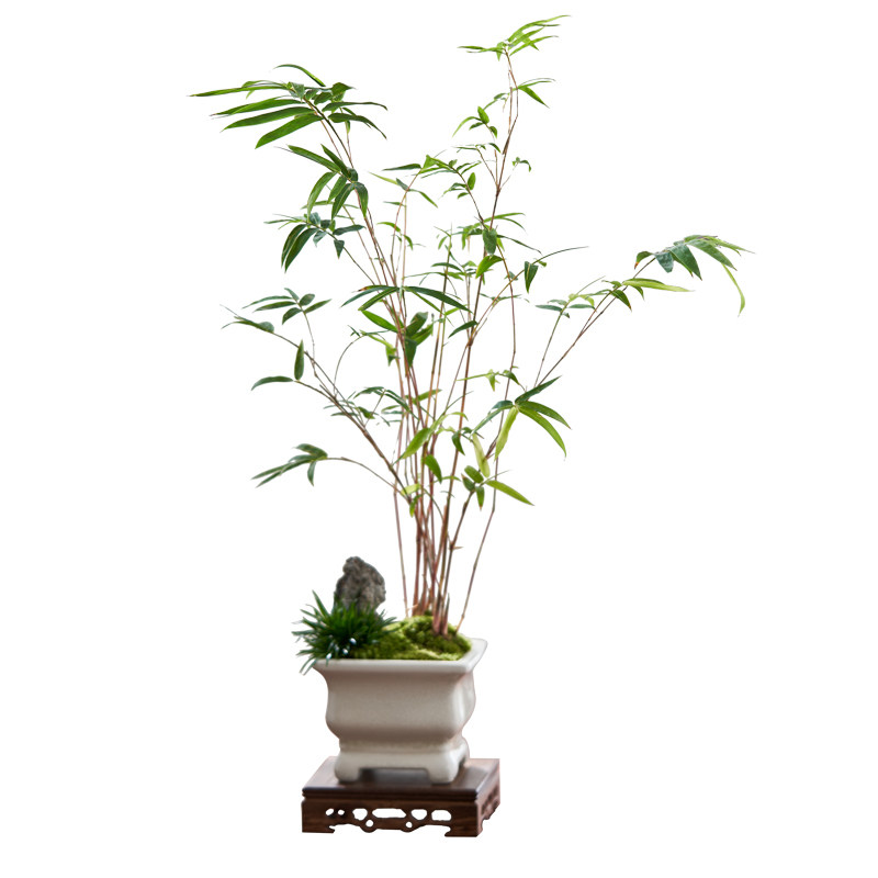 红竹红观音竹桌面盆栽中式禅意植物观叶竹子盆景净化空气绿植