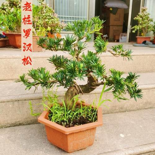 造型罗汉松盆景树四季常青松柏老桩绿植金钻罗汉松盆栽客厅阳台