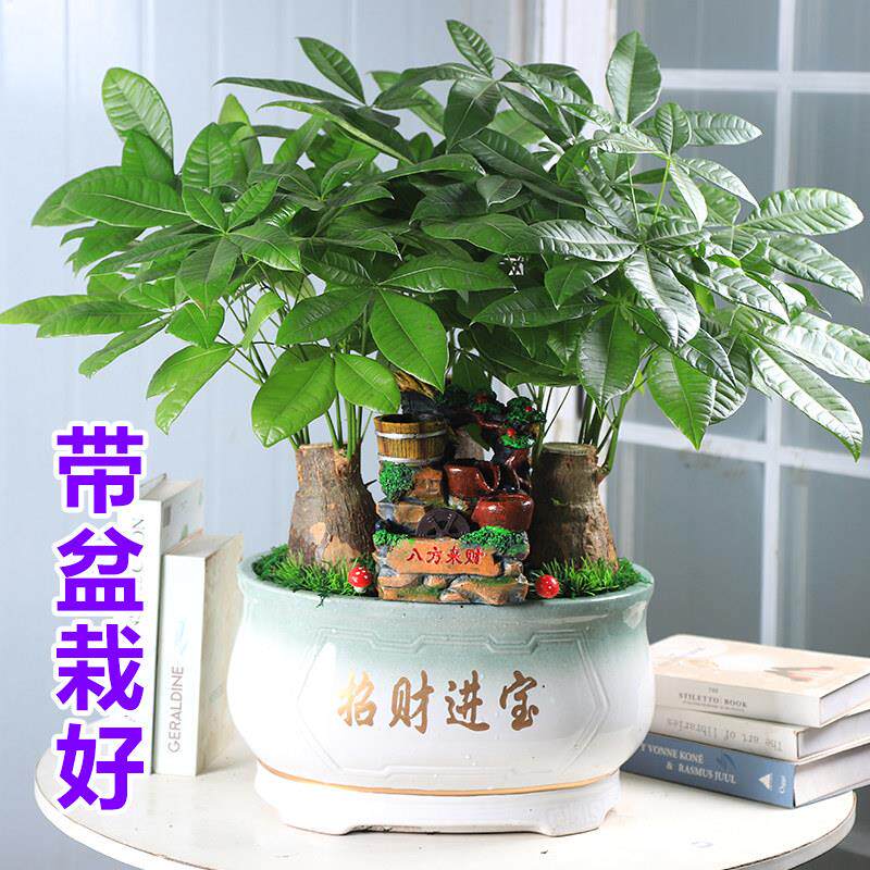 发财树盆景办公室内大型流水机盆栽绿植物花卉金钱开 业桌面大花