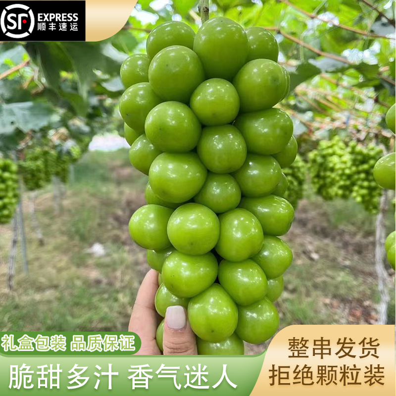 阳光玫瑰葡萄新鲜水果孕妇应季水果无籽葡萄礼盒彩箱葡萄整箱水果