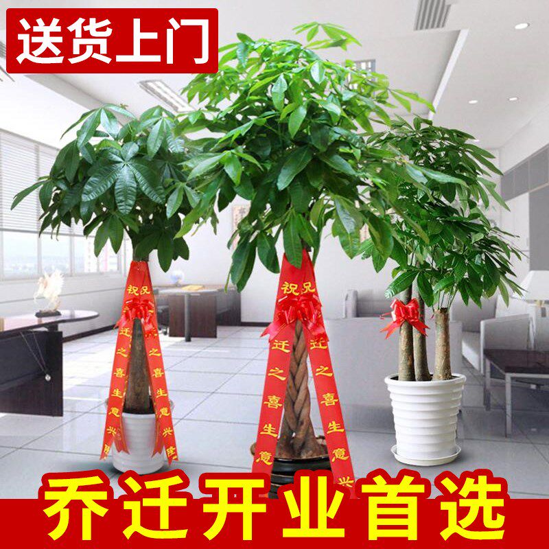 发财树盆栽室内摆客厅大型步步高招财树绿植物办公室乔迁开业花卉