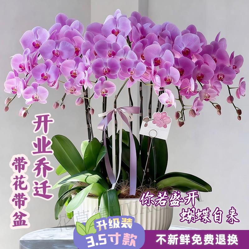 上海蝴蝶兰盆栽带真鲜花速递同城成都杭州年宵花开业乔迁北京广州