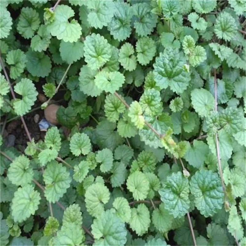 新鲜透骨草活血丹驳骨消铜钱草遍地香干连钱草透骨消中草药材晒干