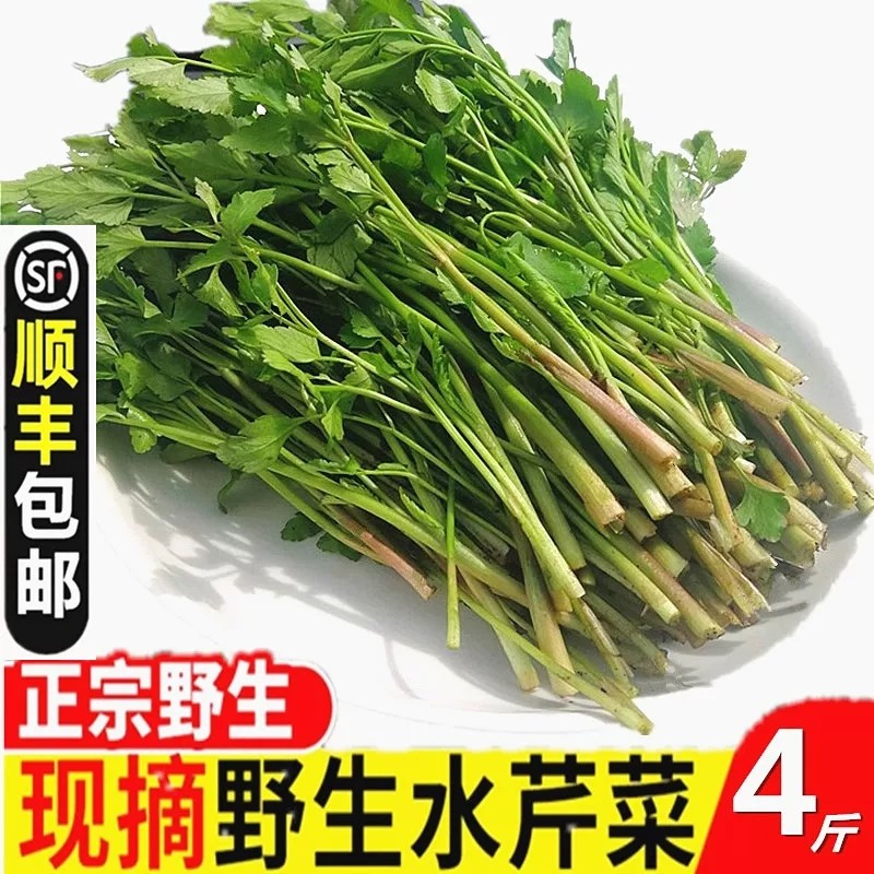 【顺丰发】浙江农家新鲜纯野生水芹菜 原生态河芹当季野芹菜饭店