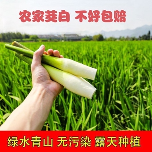 高山现摘茭白新鲜带壳茭瓜高笋水笋茭笋孕妇下奶酒店食材鲜嫩爽口