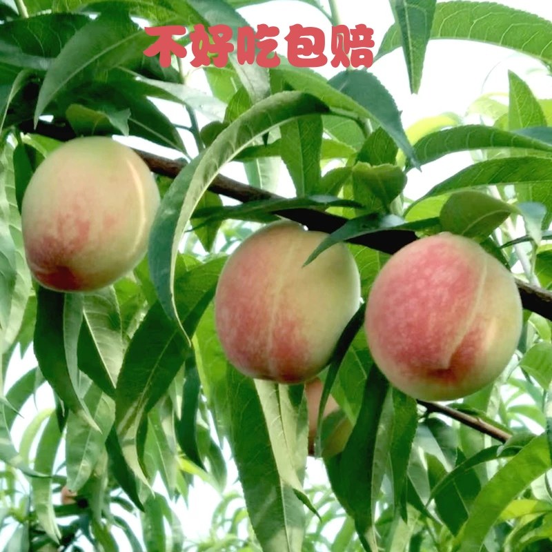 【脆甜】高山水蜜桃甜桃新鲜毛桃子白桃多汁大果应季水果