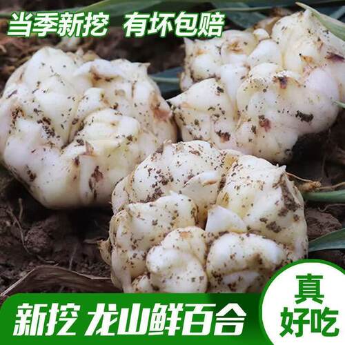 新鲜百合无硫食用2026土特产软糯微苦当季现挖龙山宜兴卷丹纯天然