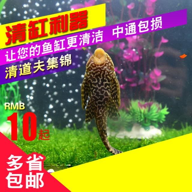 热销中大型观赏鱼清道夫鱼豹纹清道夫女王大帆琵琶鱼吃垃圾包邮包