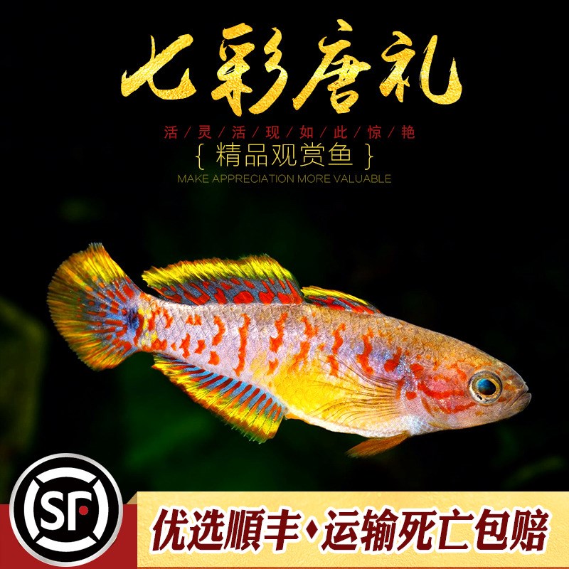 热销七彩塘鳢鱼唐礼鱼小型热带观赏鱼宠物鱼魔法鱼东南亚草缸小鱼