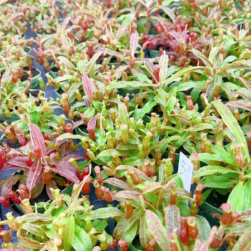 热销食虫植物--奇异猪笼草多头爆盆分株花叶小型笼绿植盆栽精选食