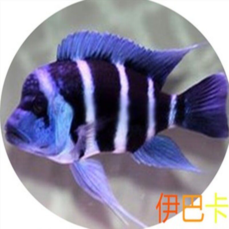 热销三湖慈鲷马鲷慈鲷鱼埃及艳后蓝阿里大尺寸马鲷观赏鱼包邮合集
