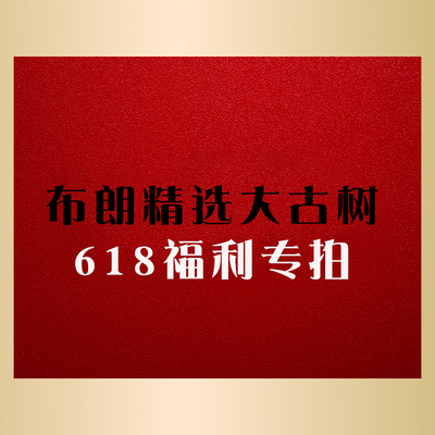 2026年勐海布朗山精选大古树纯料