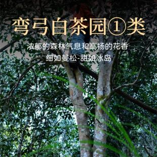 2025年春茶 易武弯弓白茶园1类古树纯料 散茶细如曼松甜如冰岛