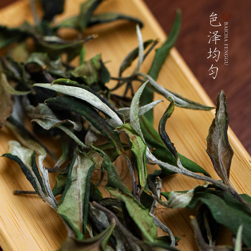 倚邦核心古树林头春古树白茶