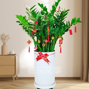 1.1米-1.3米金钱树盆栽摇钱A树发财树花苗盆办公室内绿植客厅好养