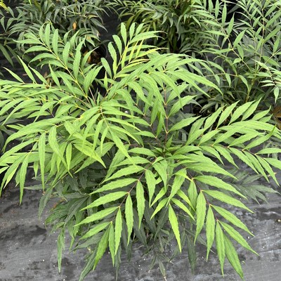 狭叶十大功劳盆栽苗 阳台庭院观赏造景绿化苗木四季常绿好养易活