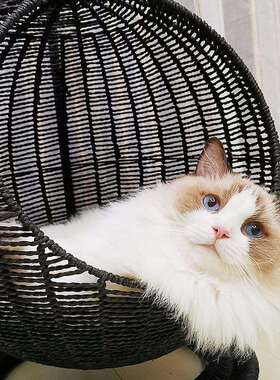 圆形夏季房吊猫屋猫窝半封式开口四闭季通用纸绳BZ8987宠物猫咪猫
