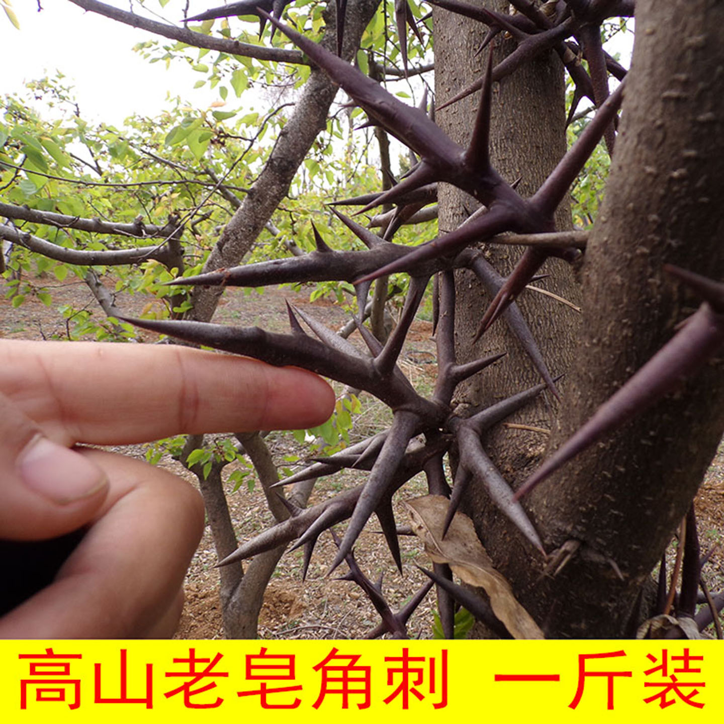 秦岭皂角刺天然手工精选