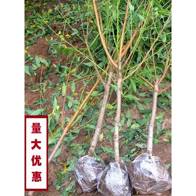 桃树果苗特大带土嫁接冬桃黄油桃水蜜桃盆地栽南北方种值耐寒果树