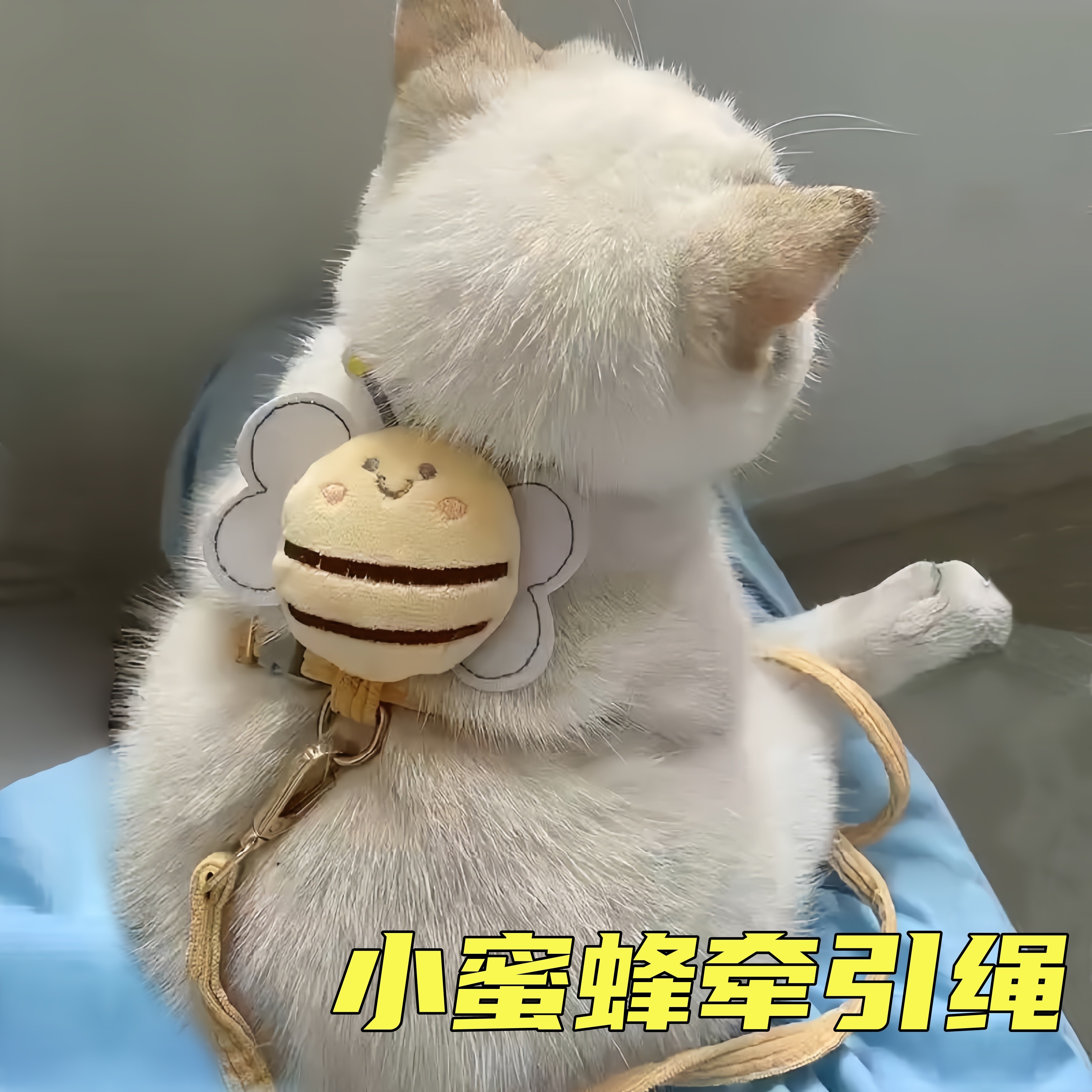 猫咪牵引绳外出防挣脱可调节链子