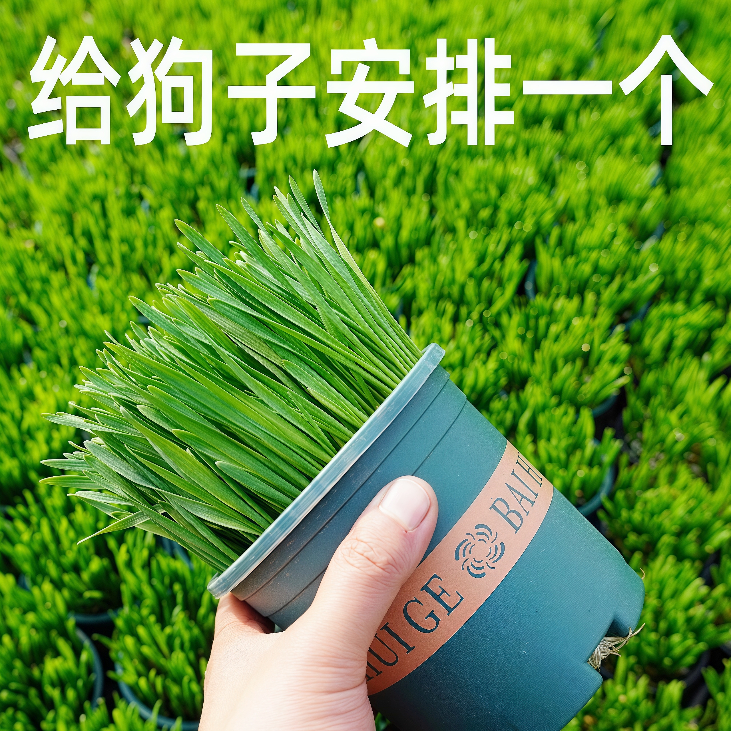 宠物狗草犬用麦草狗狗专用草狗零食狗狗用品懒人无土狗草混合麦草