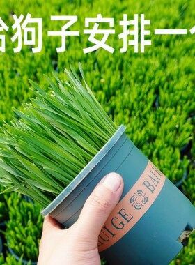 宠物狗草犬用麦草无土狗草