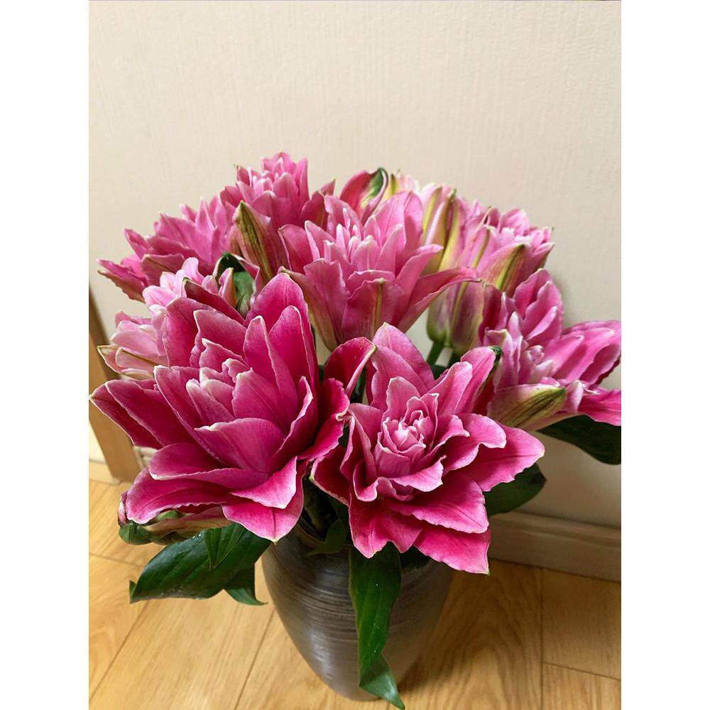 红美人重瓣百合鲜花云南基地直发室内水养新鲜插花百合花鲜切花束