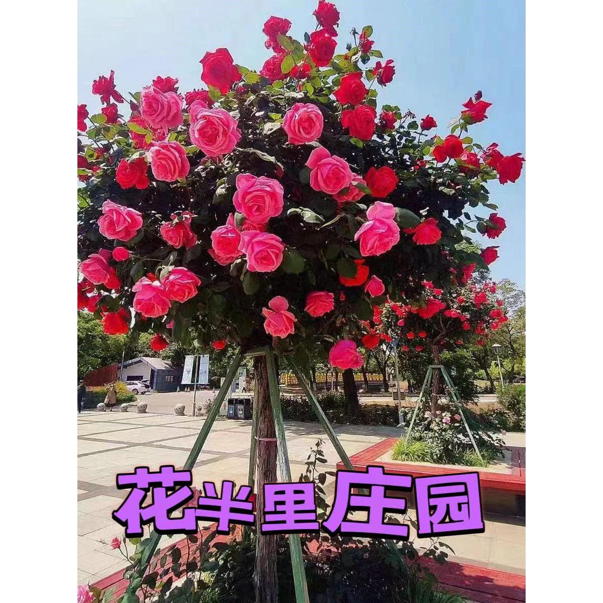 精品树桩月季花苗特大花浓香庭院别墅耐寒植物多色老桩四季开花