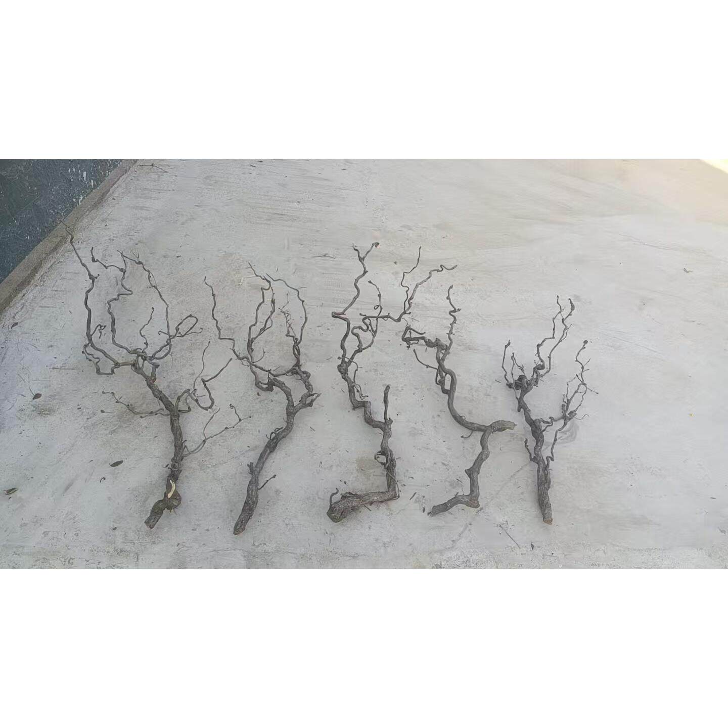 天然龙枣枝造型树枝干支花艺装饰材料龙爪枝干支树枝橱窗造景美陈