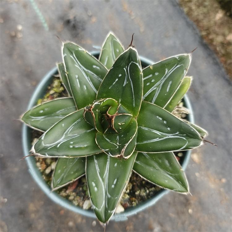 世之雪d型龙舌兰多肉绿植花卉潮流精品中小型沙生植物耐旱易活