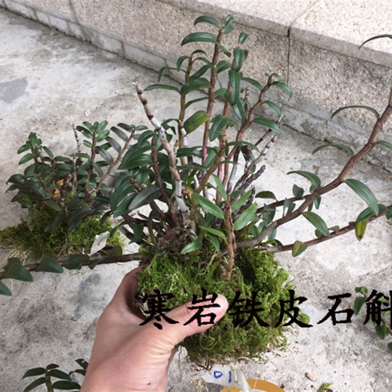 浙江乐清铁皮石斛苗树上  连根拔,大丛 红铁 带花苞裸根