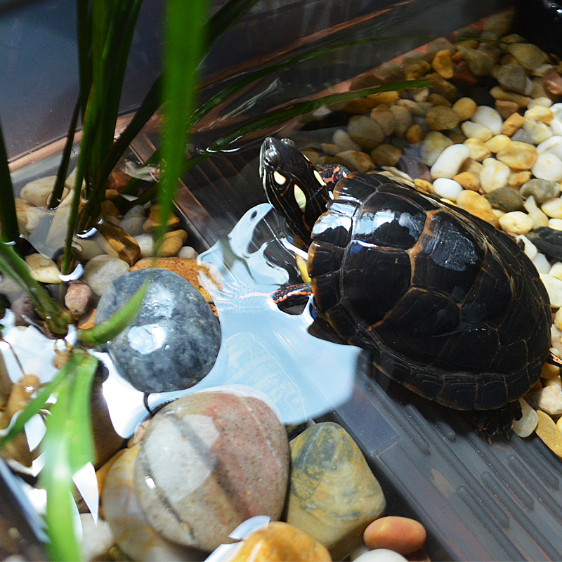 乌龟缸带晒台别墅小中型乌龟饲养缸草龟鳄龟养龟的专用缸