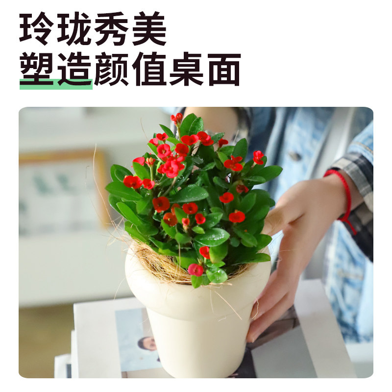 盆栽花卉植物室内花长寿花文竹芦荟金枝玉叶办公室绿植好养活四季