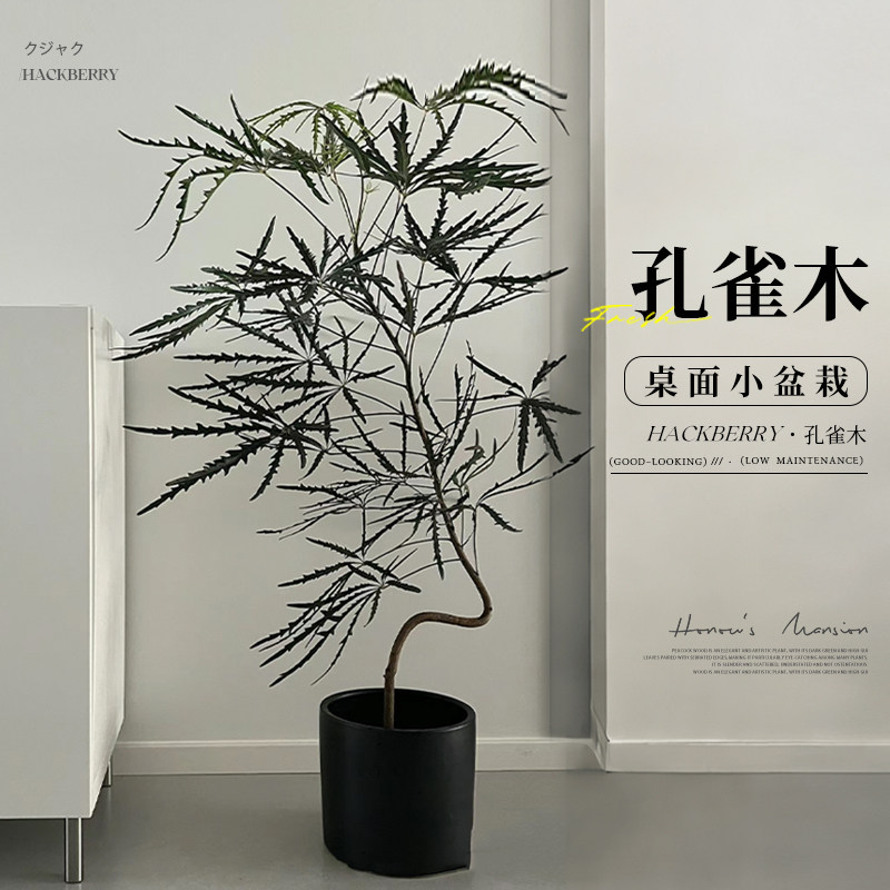 孔雀木绿植盆栽室内客厅办公室桌面植物小盆栽四季常青懒人好养活